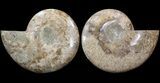 Choffaticeras (Daisy Flower) Ammonite #41668-1